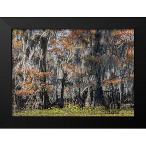 Bayou Flowers Black Modern Wood Framed Art Print by Head, Danny