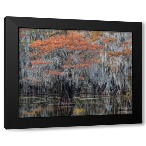 Autumn Orange Black Modern Wood Framed Art Print by Head, Danny