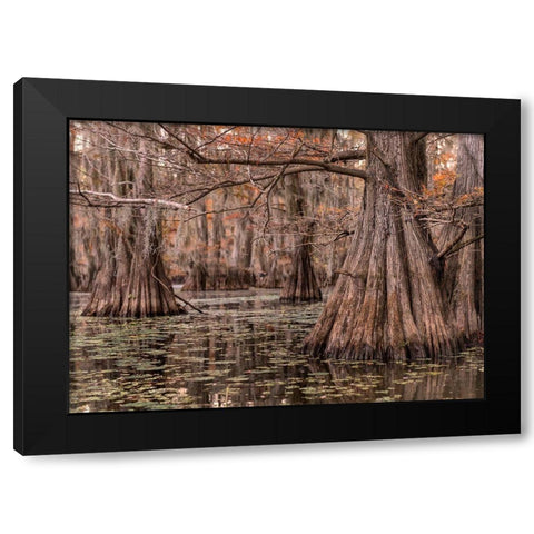 On the Bayou I Black Modern Wood Framed Art Print with Double Matting by Head, Danny