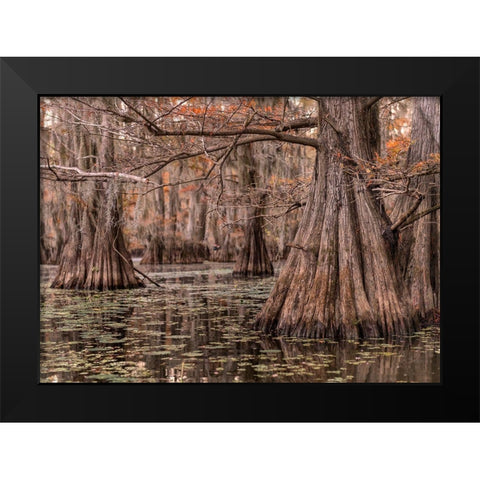 On the Bayou I Black Modern Wood Framed Art Print by Head, Danny