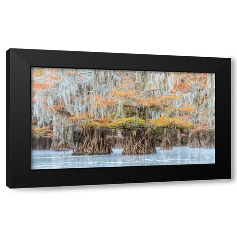 Bayou Colors Black Modern Wood Framed Art Print by Head, Danny
