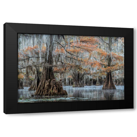 Spanish Moss I Black Modern Wood Framed Art Print with Double Matting by Head, Danny