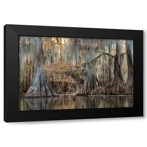 Cypress Silk Black Modern Wood Framed Art Print by Head, Danny