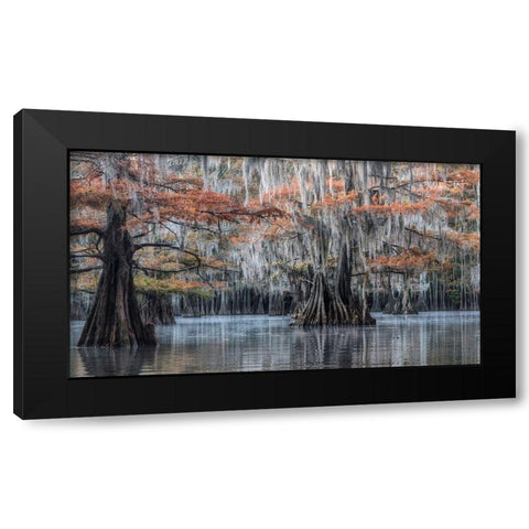Spanish Moss II Black Modern Wood Framed Art Print with Double Matting by Head, Danny