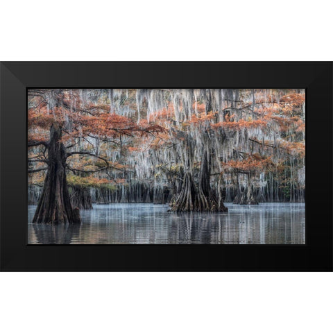 Spanish Moss II Black Modern Wood Framed Art Print by Head, Danny