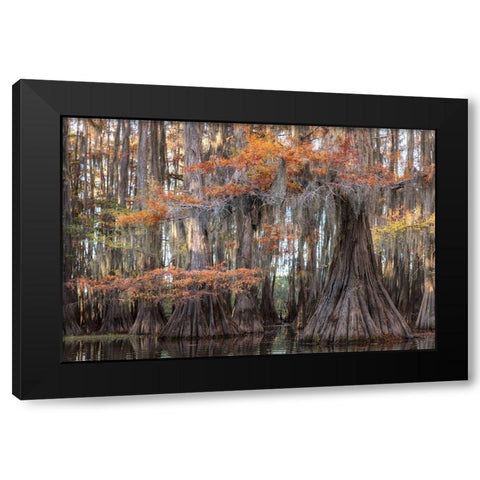 Big Cypress Black Modern Wood Framed Art Print by Head, Danny