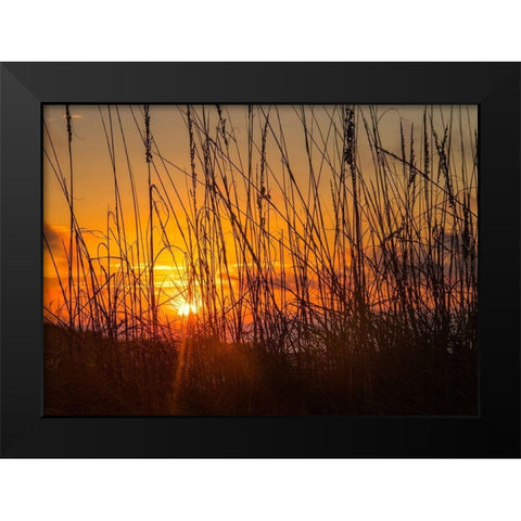 Sea Oats Black Modern Wood Framed Art Print by Head, Danny