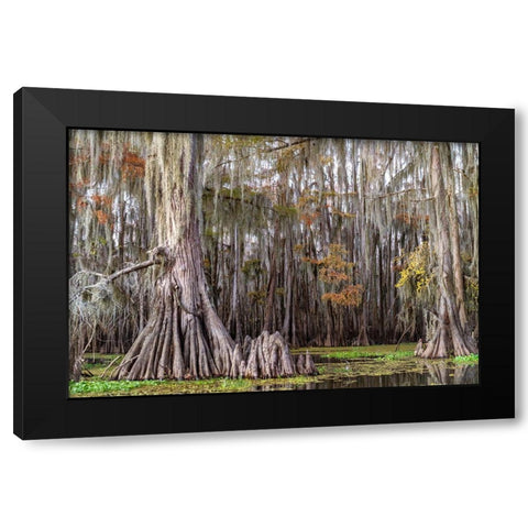 On the Bayou III Black Modern Wood Framed Art Print by Head, Danny