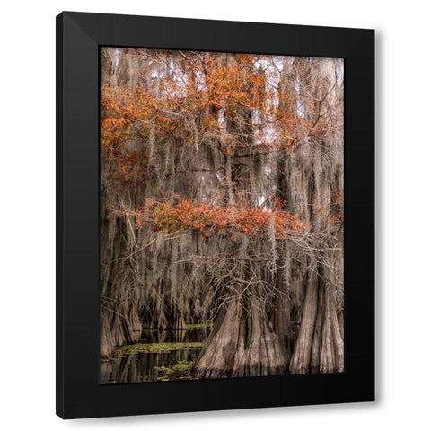 On the Bayou IV Black Modern Wood Framed Art Print by Head, Danny