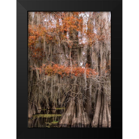 On the Bayou IV Black Modern Wood Framed Art Print by Head, Danny