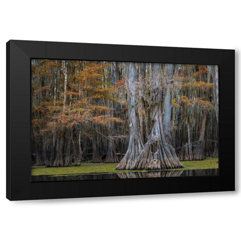 Cypress Trail Black Modern Wood Framed Art Print by Head, Danny
