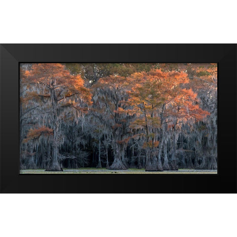 Sun Kissed Black Modern Wood Framed Art Print by Head, Danny