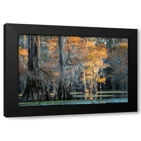 Soft Light II Black Modern Wood Framed Art Print by Head, Danny