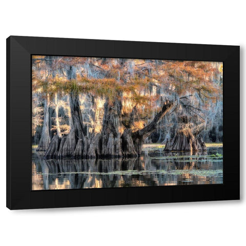 Bayou Morning Black Modern Wood Framed Art Print with Double Matting by Head, Danny