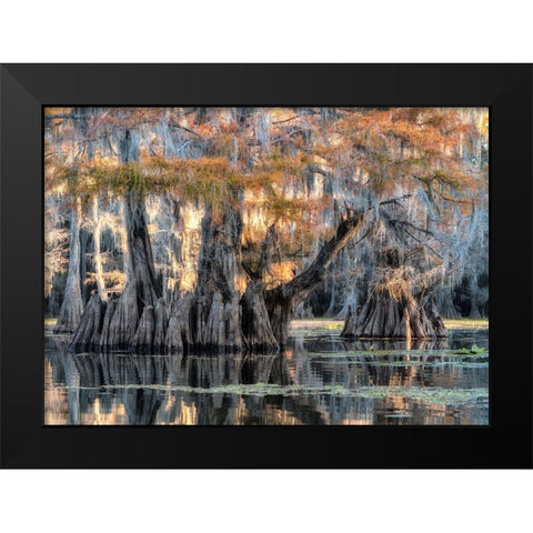 Bayou Morning Black Modern Wood Framed Art Print by Head, Danny