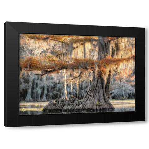 Cypress Magic Black Modern Wood Framed Art Print by Head, Danny