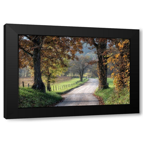 Between the Oaks Black Modern Wood Framed Art Print by Head, Danny