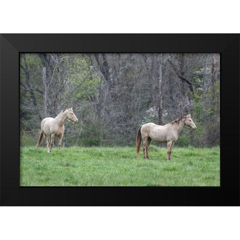 Buddies I Black Modern Wood Framed Art Print by Head, Danny