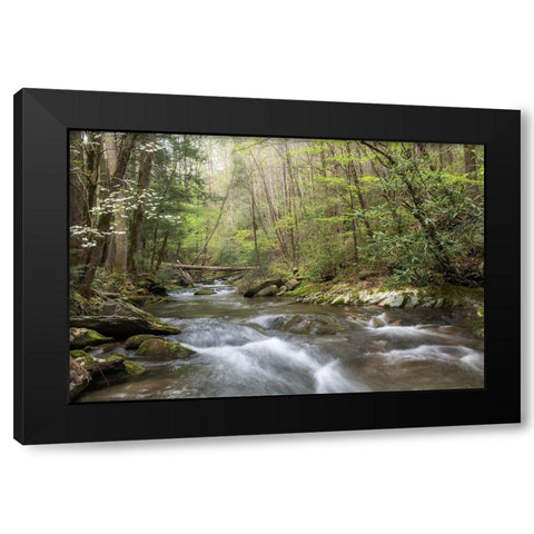 Spring Awakening I Black Modern Wood Framed Art Print by Head, Danny