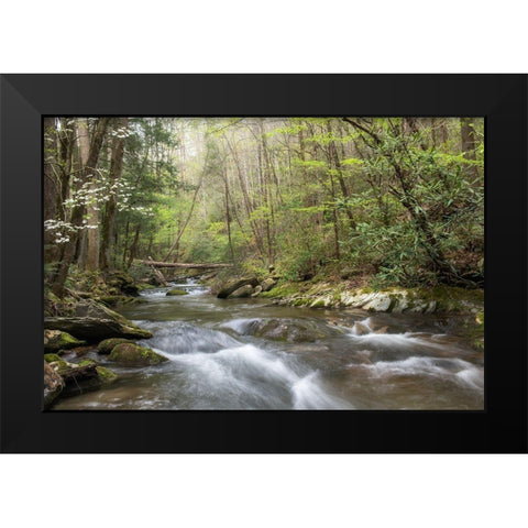 Spring Awakening I Black Modern Wood Framed Art Print by Head, Danny