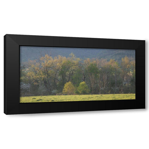Tree Line Black Modern Wood Framed Art Print with Double Matting by Head, Danny