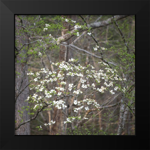 Dogwoods II Black Modern Wood Framed Art Print by Head, Danny