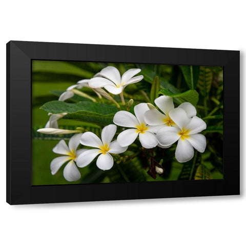 Plumeria I Black Modern Wood Framed Art Print with Double Matting by Head, Danny