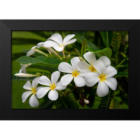 Plumeria I Black Modern Wood Framed Art Print by Head, Danny