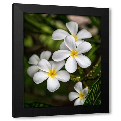 Plumeria II Black Modern Wood Framed Art Print with Double Matting by Head, Danny