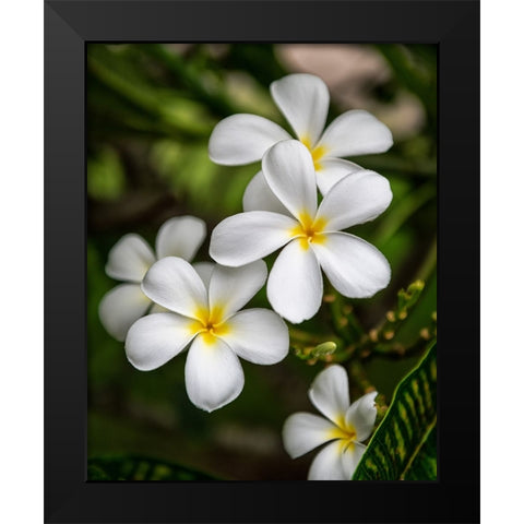 Plumeria II Black Modern Wood Framed Art Print by Head, Danny