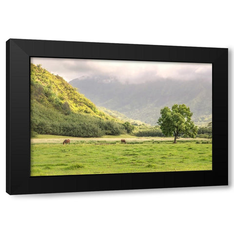 Kauai Grazing Black Modern Wood Framed Art Print by Head, Danny