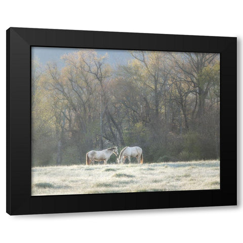 Morning Graze Black Modern Wood Framed Art Print with Double Matting by Head, Danny