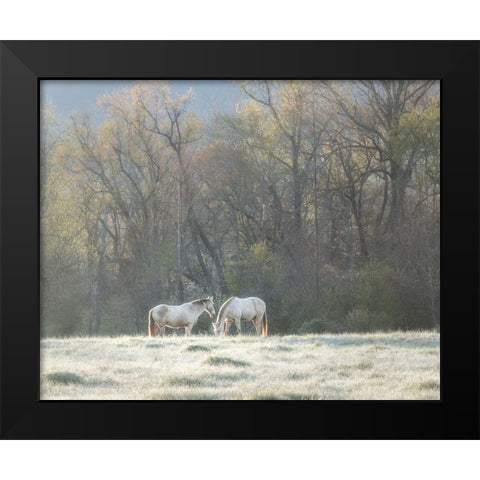 Morning Graze Black Modern Wood Framed Art Print by Head, Danny