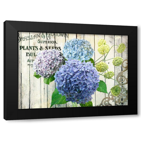 Farm Seed Hydrangeas Black Modern Wood Framed Art Print with Double Matting by Art Licensing Studio