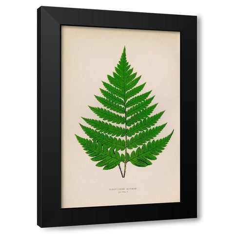 Acrostichum Alienum Black Modern Wood Framed Art Print with Double Matting by Art Licensing Studio