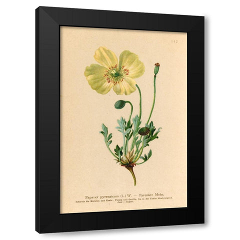 Papaver Pyrenaicum Black Modern Wood Framed Art Print with Double Matting by Art Licensing Studio