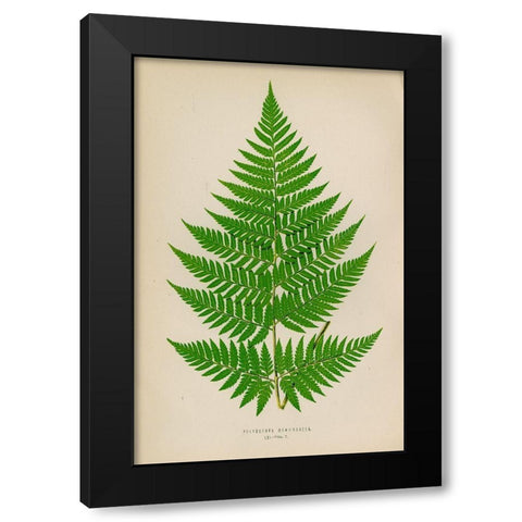 Polybotrya Osmundacea Black Modern Wood Framed Art Print with Double Matting by Art Licensing Studio