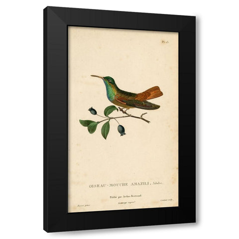 Oiseau-Mouche Amazili Black Modern Wood Framed Art Print with Double Matting by Art Licensing Studio
