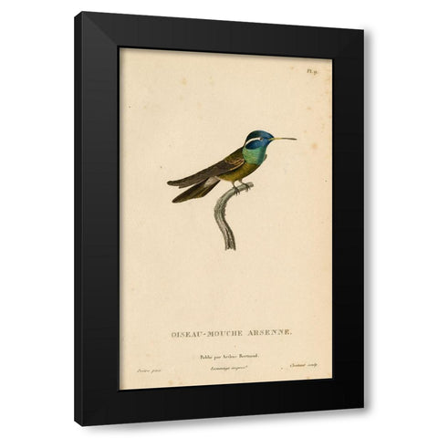 Oiseau-Mouche Arsenne Black Modern Wood Framed Art Print with Double Matting by Art Licensing Studio
