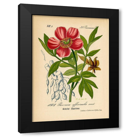 Paeonia Officinalis Black Modern Wood Framed Art Print with Double Matting by Art Licensing Studio