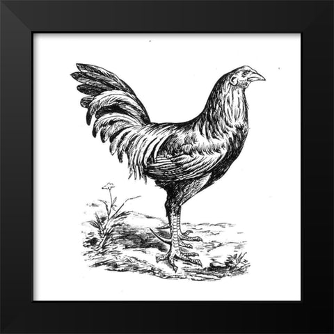 Chicken in the Yard Black Modern Wood Framed Art Print by Art Licensing Studio