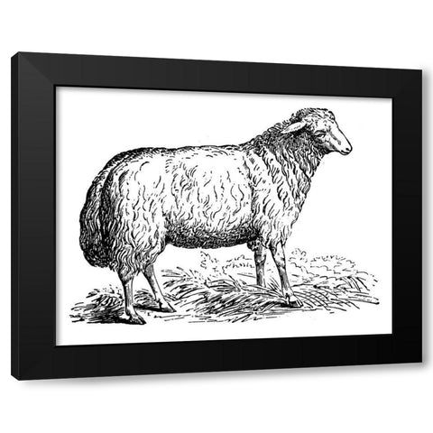 Ewe Black Modern Wood Framed Art Print with Double Matting by Art Licensing Studio