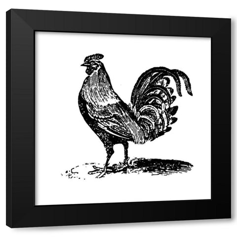 Rooster Ready Black Modern Wood Framed Art Print with Double Matting by Art Licensing Studio