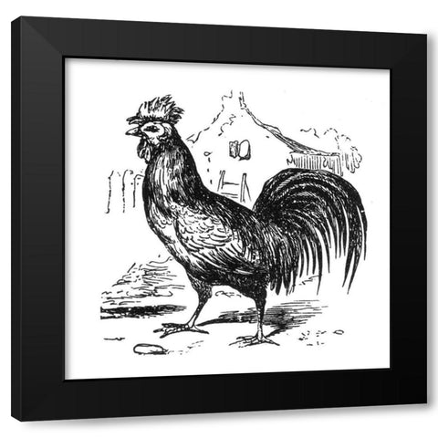 Roving Rooster Black Modern Wood Framed Art Print by Art Licensing Studio