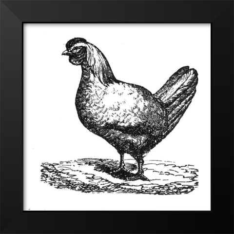 White Chicken Black Modern Wood Framed Art Print by Art Licensing Studio