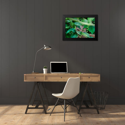 Abandoned Cat - 3 Black Modern Wood Framed Art Print by Heine, Ben