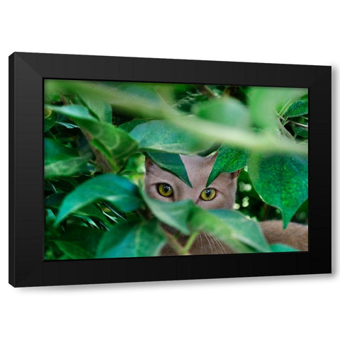 Abandoned Cat - 3 Black Modern Wood Framed Art Print with Double Matting by Heine, Ben