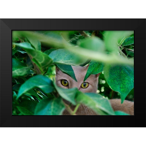 Abandoned Cat - 3 Black Modern Wood Framed Art Print by Heine, Ben