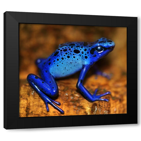 Bluetiful - preparatory Black Modern Wood Framed Art Print by Heine, Ben