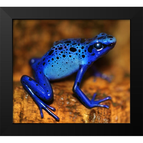 Bluetiful - preparatory Black Modern Wood Framed Art Print by Heine, Ben